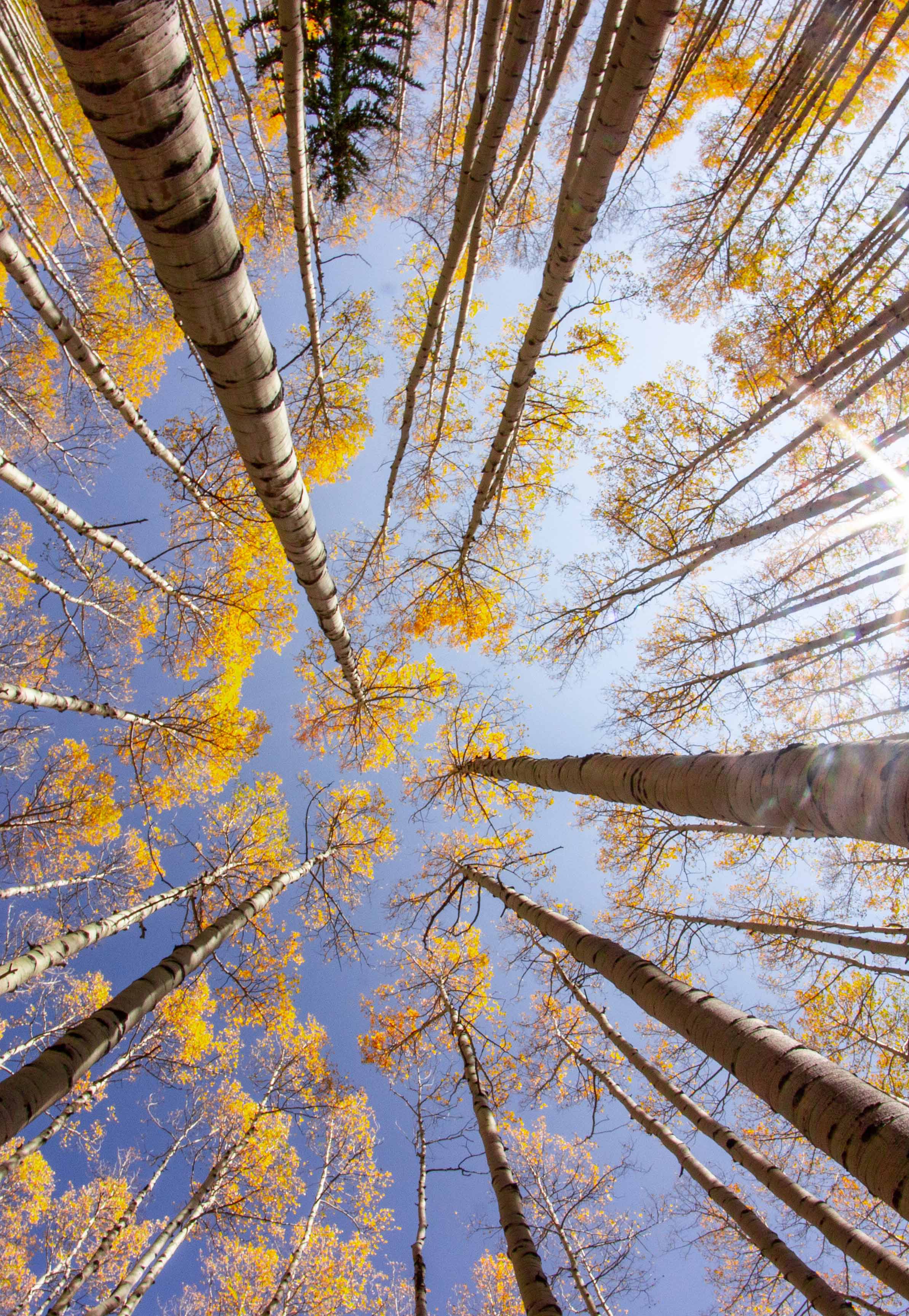 aspens during autumn in the tahoe area