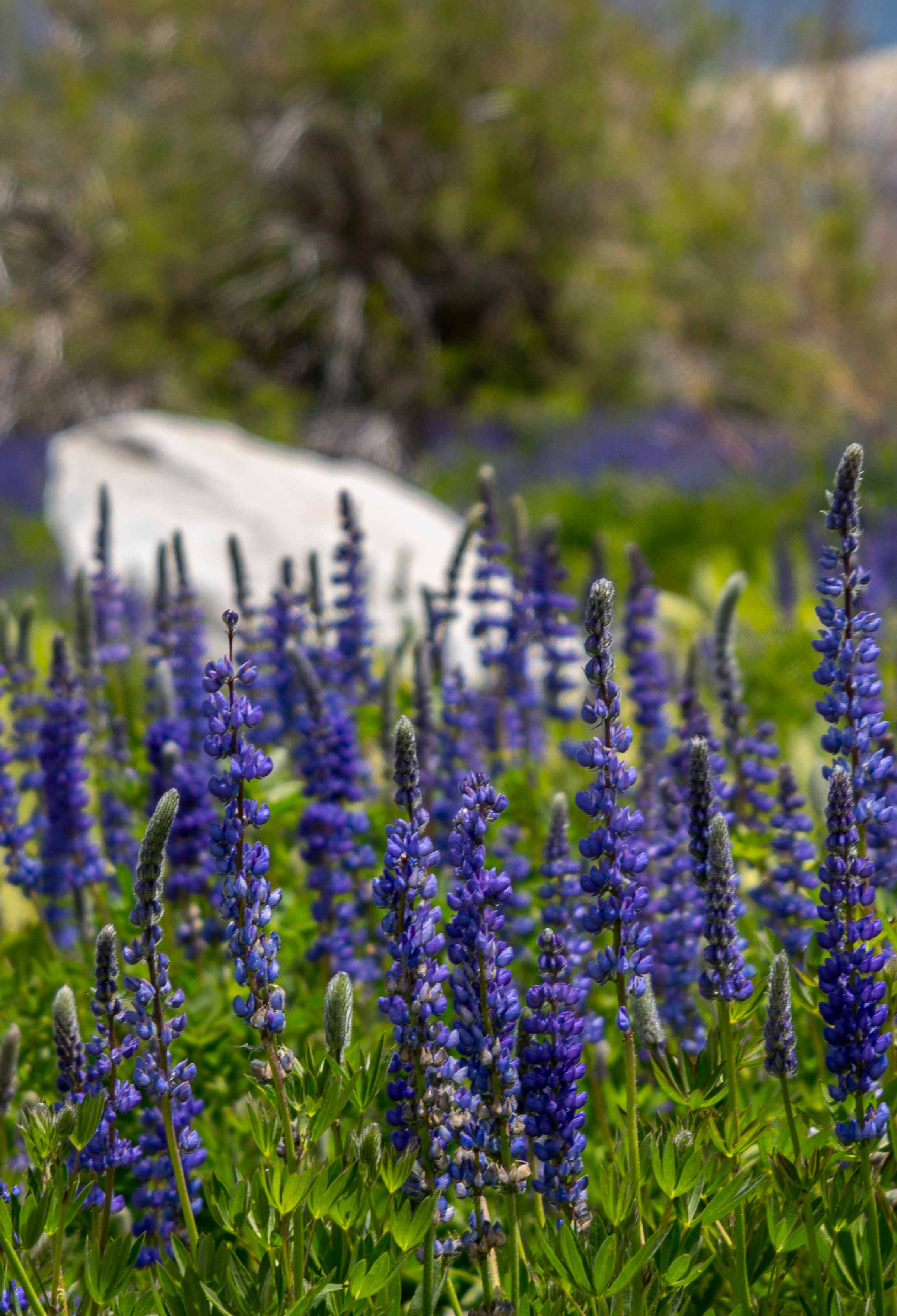 purple spring lupines
